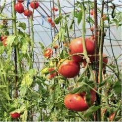 OUTIROR Serre à Tomates Avec Arceaux Et Filet De Protection - Longueur 1,80 Mètres -France Serre de jardin Soldes 2022 30491607 2